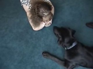 Dog Fuck Woman Hard Compilation
