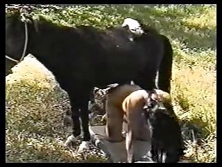 Wife Fuck Dog First Time