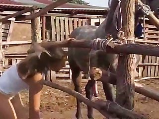 Man Fuck Male Dog Gay Porn