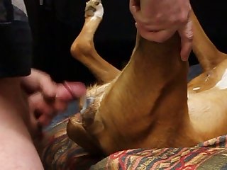 The Zoo Porn