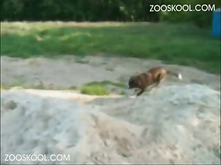 Angel Emily Fuck A Dog