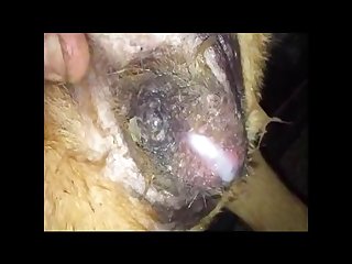 Girl Sucks Horse Cock Porn