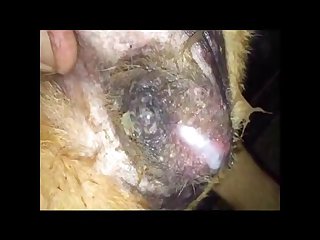 Girl Sucks Horse Cock Porn