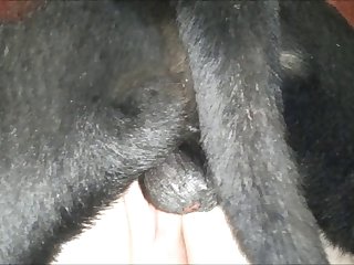 Big Dog Balls Porn
