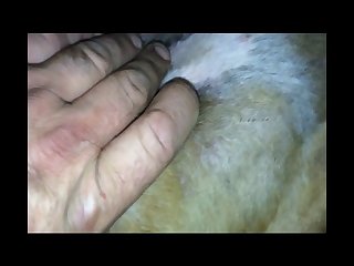Siswet Dog Porn