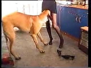 1 Girl 1 Horse Porn