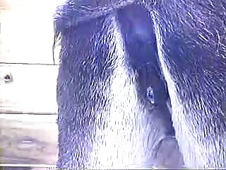 Horse Anal Fisting Porn