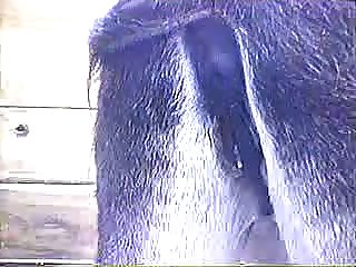 Horse Anal Fisting Porn