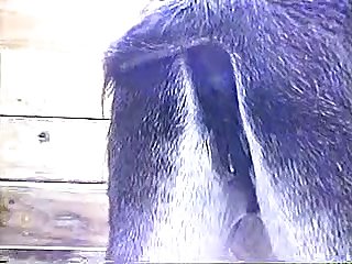 Horse Anal Fisting Porn