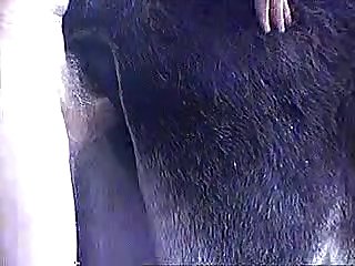 Horse Anal Fisting Porn