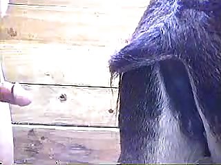 Horse Anal Fisting Porn