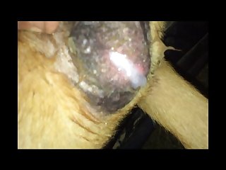 Guy Makes Out With Dog Porn