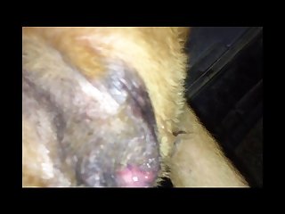 Guy Makes Out With Dog Porn