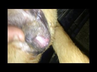 Guy Makes Out With Dog Porn