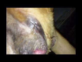 Guy Makes Out With Dog Porn