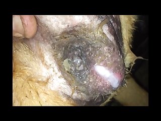 Guy Makes Out With Dog Porn