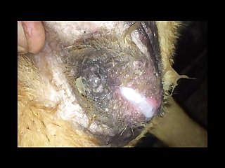 Guy Makes Out With Dog Porn