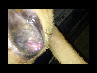 Guy Makes Out With Dog Porn