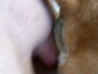 American Horse Porn