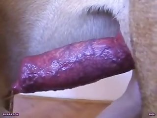 Dog And Guy Porn