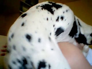 Porno Zoofilia Con Perros