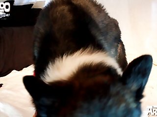 Horse Pussy Fucking Porn
