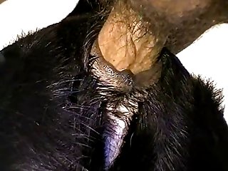 Midget Horse Porn