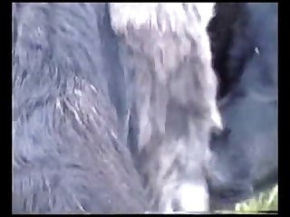 Animated Furry Horse Porn