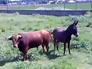 Animal Sex Free Fuck