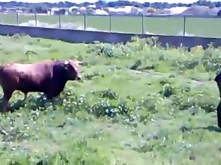 Animal Sex Free Fuck