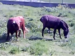 Animal Sex Free Fuck