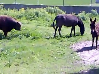 Animal Sex Free Fuck