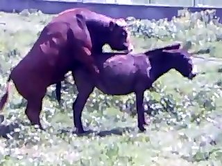 Animal Sex Free Fuck