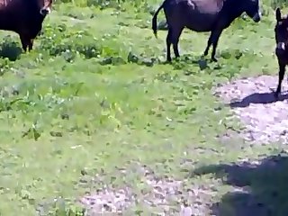 Animal Sex Free Fuck