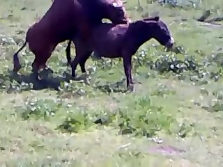 Animal Sex Free Fuck