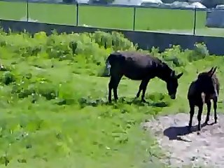 Animal Sex Free Fuck