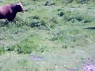 Animal Sex Free Fuck