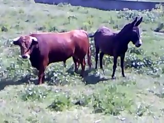 Animal Sex Free Fuck