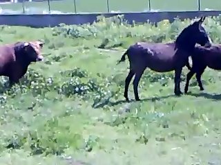 Animal Sex Free Fuck