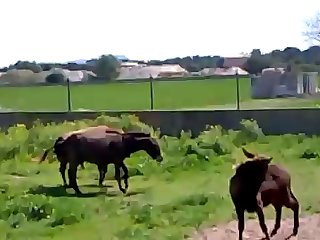 Animal Sex Free Fuck