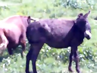 Animal Sex Free Fuck