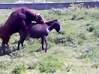 Animal Sex Free Fuck