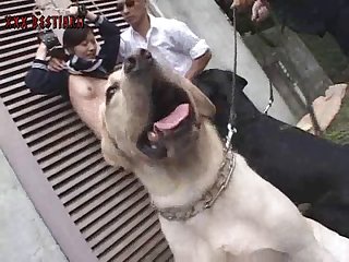 Guy Has Sex With Dog Porn