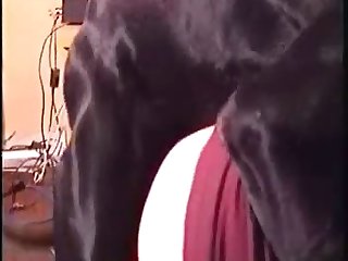 Beastiality Horse Cock Porn