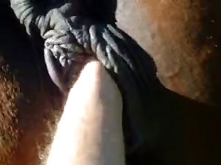 June Dog Porn