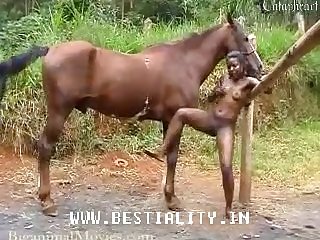 Horse Balls Worship Porn