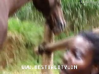 Horse Balls Worship Porn