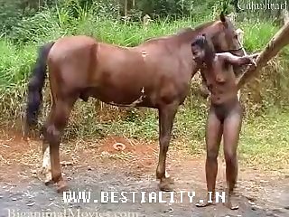 Horse Balls Worship Porn