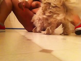 Dog Fucks Mom Porn