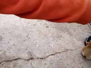 Zoofilia Porno Animales